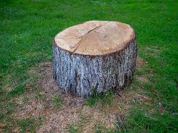 Best Firewood Processing and Delivery  in Oak Grove, MN