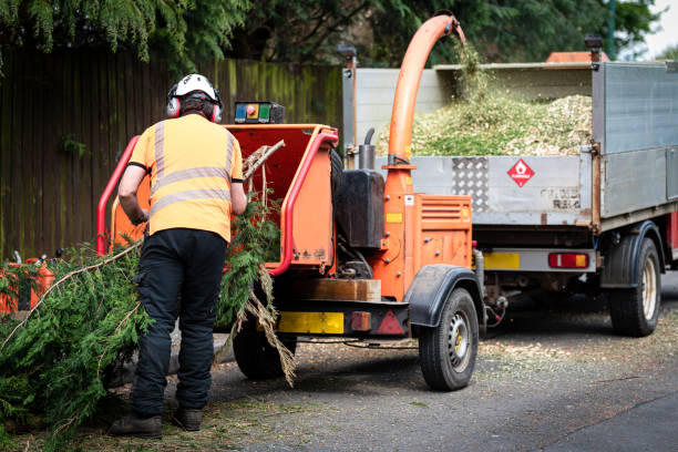 Best Lawn Maintenance Plans  in Oak Grove, MN