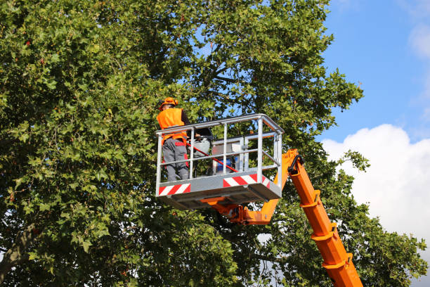 Oak Grove, MN Tree Services Company